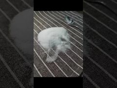 ببینید چرا انتخاب کنید پودر MSM مش 40-80 با استفاده از روش GC آزمایش شده با فلزات سنگین کل 3